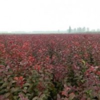 供應(yīng)紅葉李太陽(yáng)李,稠李,矮櫻,紅梅,綠梅,紅葉桃,榆葉梅,珍珠梅,滿