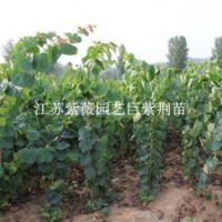 巨紫荊苗園林中高大喬木巨紫荊樹苗巨紫荊花苗北方耐寒觀花喬木