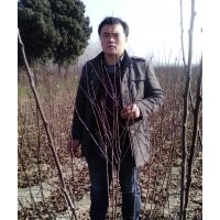 低價供應(yīng)紅葉碧桃、紅葉李、紫葉李、紫葉稠李、美人梅、榆葉梅等