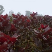 大量供應(yīng)全紅楊樹苗