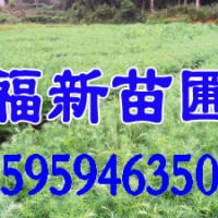 杉木苗價格 福建杉木苗 江西杉木苗