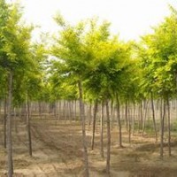 金枝白蠟樹(shù)苗3-5m_價(jià)格80元/左右