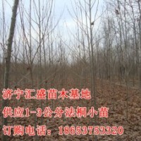 處理山東濟(jì)寧法桐小苗1公分，2公分價(jià)格