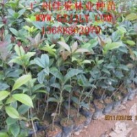 買桂花樹苗桂花種苗桂花種子到廣州佳景林業(yè)種苗苗圃