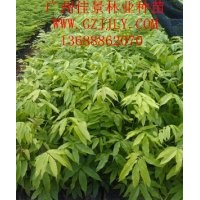 人面子營養(yǎng)苗供應(yīng)商供應(yīng)人面子種苗人面子小袋苗人面子小袋苗