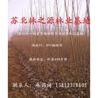 2014年楊樹苗價(jià)格