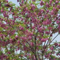香花槐