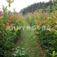 朱砂桂小苗80-120厘米高低價批發(fā)出售