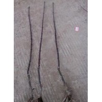 紅似火美國紅楓小苗嫁接苗低價全國供應(yīng)送貨上門