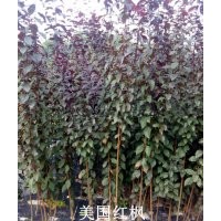 紅楓、雞爪槭、櫻花、西府海棠、青楓、紅葉李、紅花紫薇