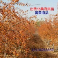 123蘋(píng)果苗、寒富蘋(píng)樹(shù)苗、北美海棠苗