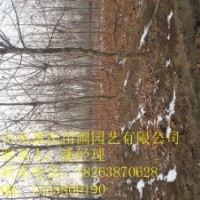 供應山東速生法桐 0.6-4公分