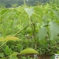 長(zhǎng)期供應(yīng)各類種苗.綠化苗木
