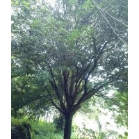 大桂花、野生大香樟、大型紫薇