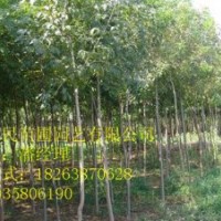 供應(yīng)山東泰安白蠟 0.5-3公分