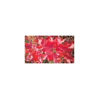 山東紅點紅楓 紅點紅楓價格優(yōu)惠 紅點苗價格 紅點扦插苗