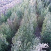 側柏，油松容器袋，白皮松， 國槐苗，冬青