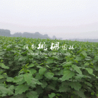大量供應(yīng)全紅楊、華龍楊扦插段，質(zhì)量有保證，惠！
