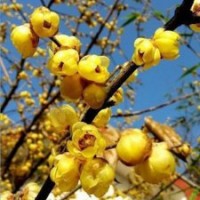 1米高臘梅苗基地直銷(xiāo)庭院園林最美黃梅花苗量大優(yōu)惠