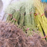 竹柳苗 垂柳苗 梨樹(shù) 蘋果樹(shù) 等 （綠化樹(shù)苗.占地樹(shù)）