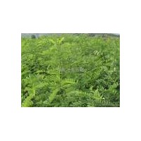 供大量?jī)?yōu)質(zhì)國(guó)槐苗、油松苗、核桃苗
