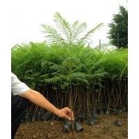 四川藍花楹苗，成都藍花楹苗，藍花楹苗價格