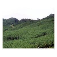 花椒苗、櫻桃、海棠,華山松、油松、雪松、檜柏、側(cè)柏、冬青