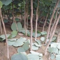洋紫荊