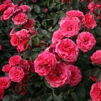 豐花月季