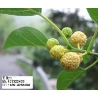 柘樹苗出售