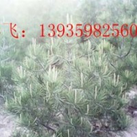 供應(yīng)白皮松苗二年白皮松苗白皮松苗價格