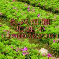 毛杜鵑