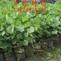 宮粉紫荊優(yōu)質(zhì)綠化種苗大量低貨價(jià)出售提供專業(yè)培育技術(shù)歡迎詢價(jià)