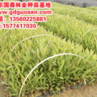 金花風(fēng)鈴木—金花風(fēng)鈴木小苗