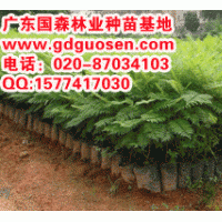 藍花楹—藍花楹小苗_廣西藍花楹小苗