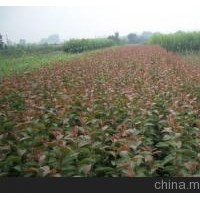 甜茶小苗