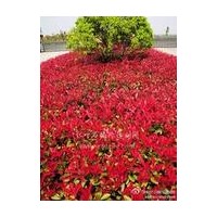 2013紅葉石楠價格，紅葉石楠基地