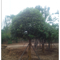 成都/西安苗圃低價(jià)供應(yīng)茶條槭，桂花，蒙古櫟，國槐