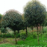 1公分桂花價格，2公分八月桂價格，1-2公分桂花價格行情