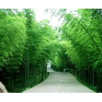 竹子，黃楊，女貞