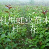 供應(yīng)利川綠化用桂花樹苗桂花種子桂花小苗桂花樹苗桂花種子價格