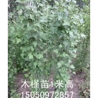 批發(fā)名花木槿花苗粉色木槿小苗重瓣扶?；缒鹃葮涿?/></a>
<div><a href=