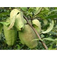 供應(yīng)木瓜海棠、皺皮木瓜苗、光皮木瓜苗、木瓜種子