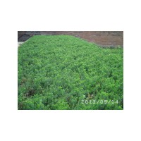 2013年預(yù)定小苗》金葉復(fù)葉槭，紫葉綢李，興安柏。爬地柏金山
