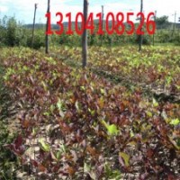 供紫葉稠李、密枝紅葉李、金葉復(fù)葉槭、王族海棠