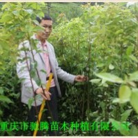 四面山香樟