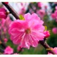 榆葉梅樹苗價(jià)格