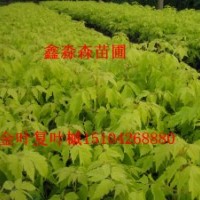 金葉復(fù)葉槭小苗，紫葉稠李