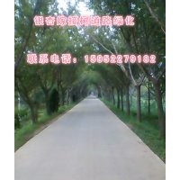 銀杏樹