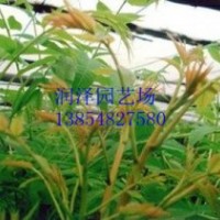泰安潤澤園藝香椿苗培育基地，大棚香椿苗價格，供應大棚香椿苗